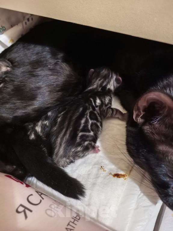 Кошки в Ивантеевке: Бенгальские котята. Серебро, угольное серебро Девочка, Бесплатно - фото 2