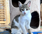 Кошки в Москве: Котенок Мия Девочка, Бесплатно - фото 2