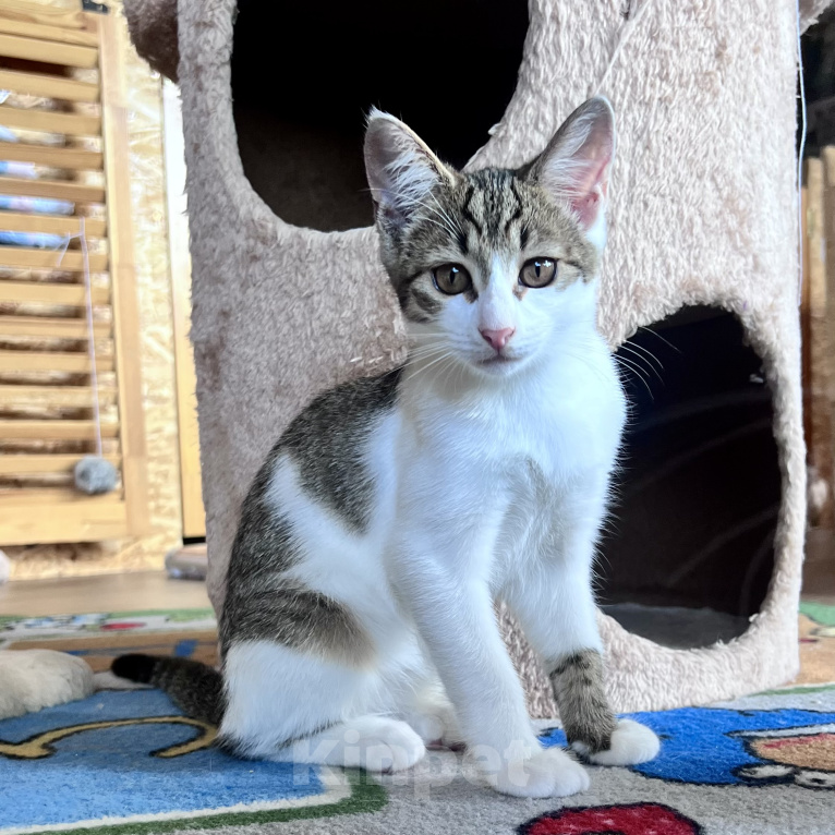 Кошки в Москве: Котенок Мия Девочка, Бесплатно - фото 2