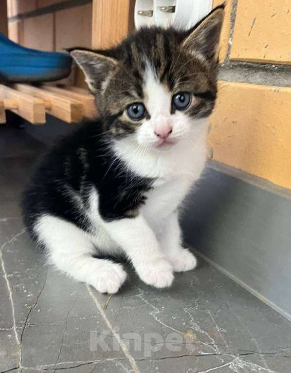 Кошки в Вологде: Отдадим котёнка в добрые руки Девочка, Бесплатно - фото 1