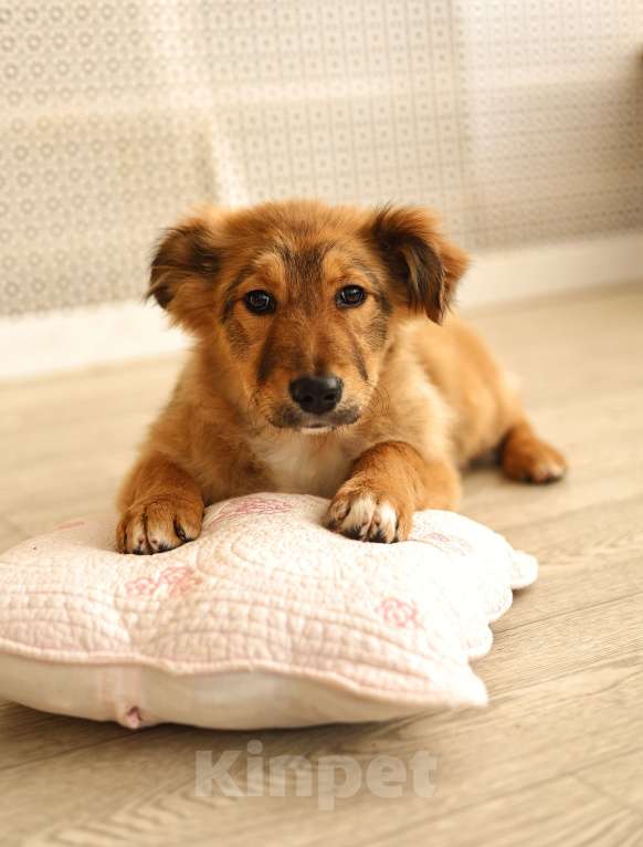 Собаки в Москве: Щенок бесплатно Москва Девочка, Бесплатно - фото 6