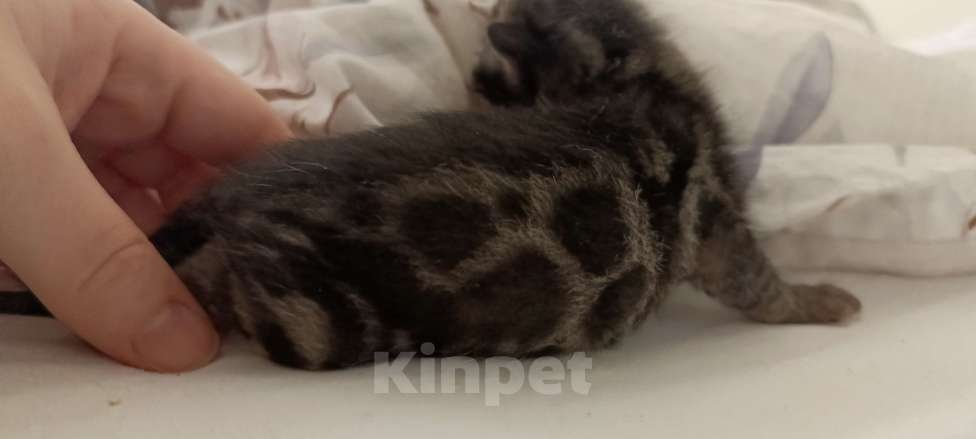 Кошки в Ивантеевке: D002 Девочка, 80 000 руб. - фото 2