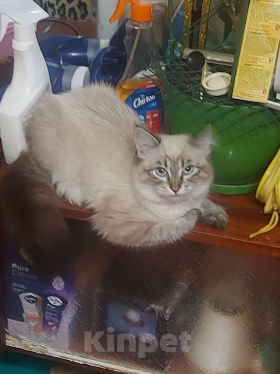 Кошки в Севастополе: Котята выбирают семью Девочка, Бесплатно - фото 2