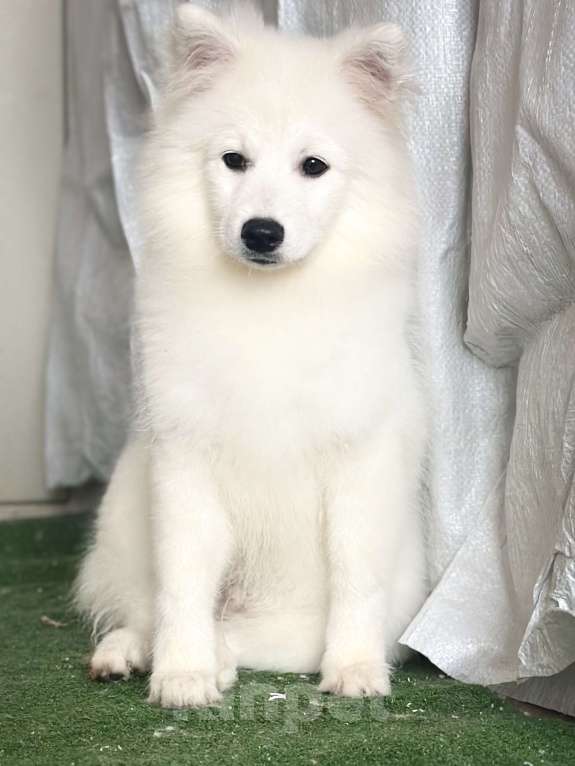 Собаки в Москве: Бисо Родоначальник Из Воронцовского Дворца  Мальчик, 70 000 руб. - фото 5