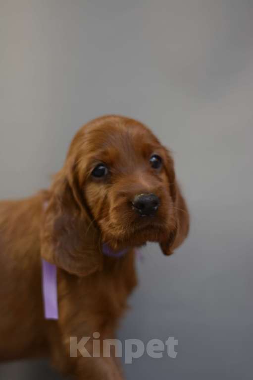 Собаки в Симферополе:  Ирландский красный сеттер Мальчик, Бесплатно - фото 4