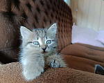 Кошки в Томске: Отдам котят в добрые руки Девочка, Бесплатно - фото 2