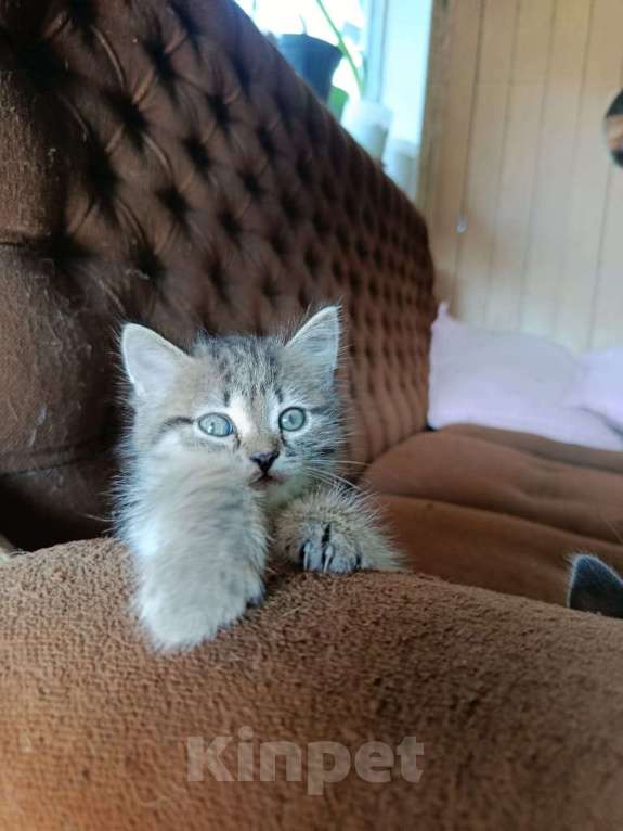 Кошки в Томске: Отдам котят в добрые руки Девочка, Бесплатно - фото 2