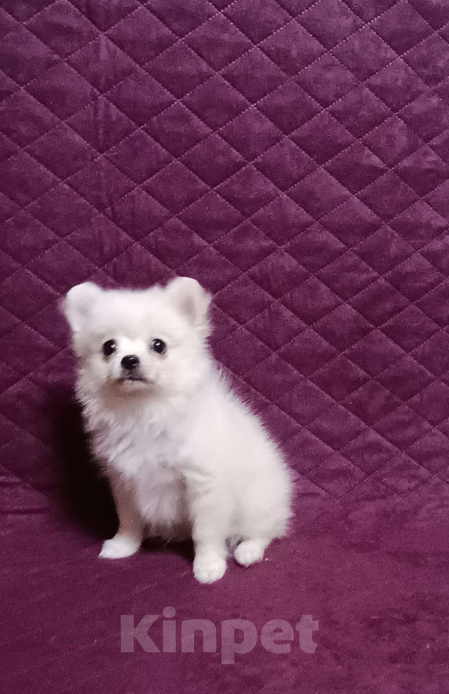 Собаки в Москве: Белоснежный мини мальчик Мальчик, 25 000 руб. - фото 3