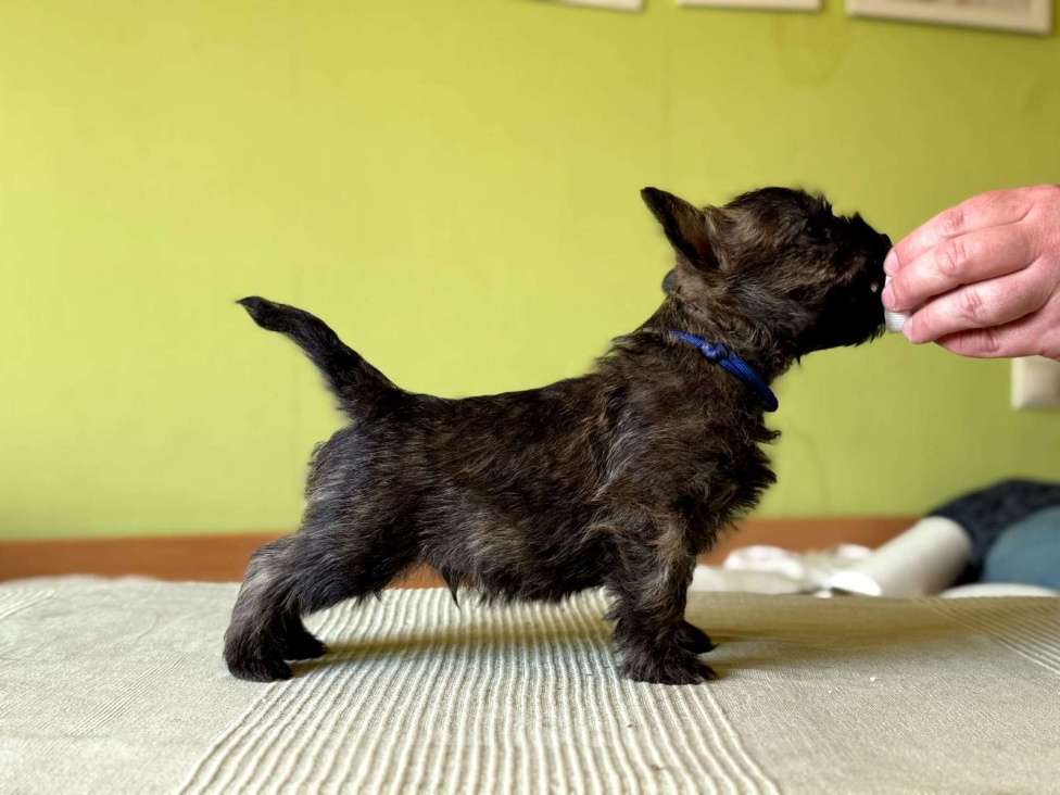 Собаки в Москве: Щенки керн-терьера Мальчик, 100 000 руб. - фото 2