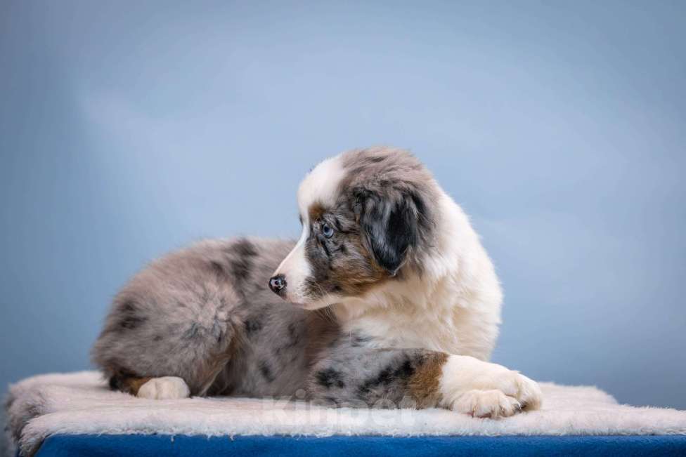 Собаки в других городах Ленинградской области: Щенок миниатюрной американской овчарки Мальчик, Бесплатно - фото 5