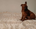 Собаки в Москве: Потрясающие щенки тайского риджбека Мальчик, 60 000 руб. - фото 3