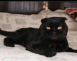 Кошки в Кстово: Британские антидепрессанты, 1 000 руб. - фото 2