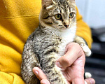 Кошки в Кувшиново: Котёнок с очаровательными глазками, Бесплатно - фото 7