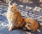 Кошки в Санкт-Петербурге: Котята мейн кун от титулованных родителей Мальчик, 1 руб. - фото 9