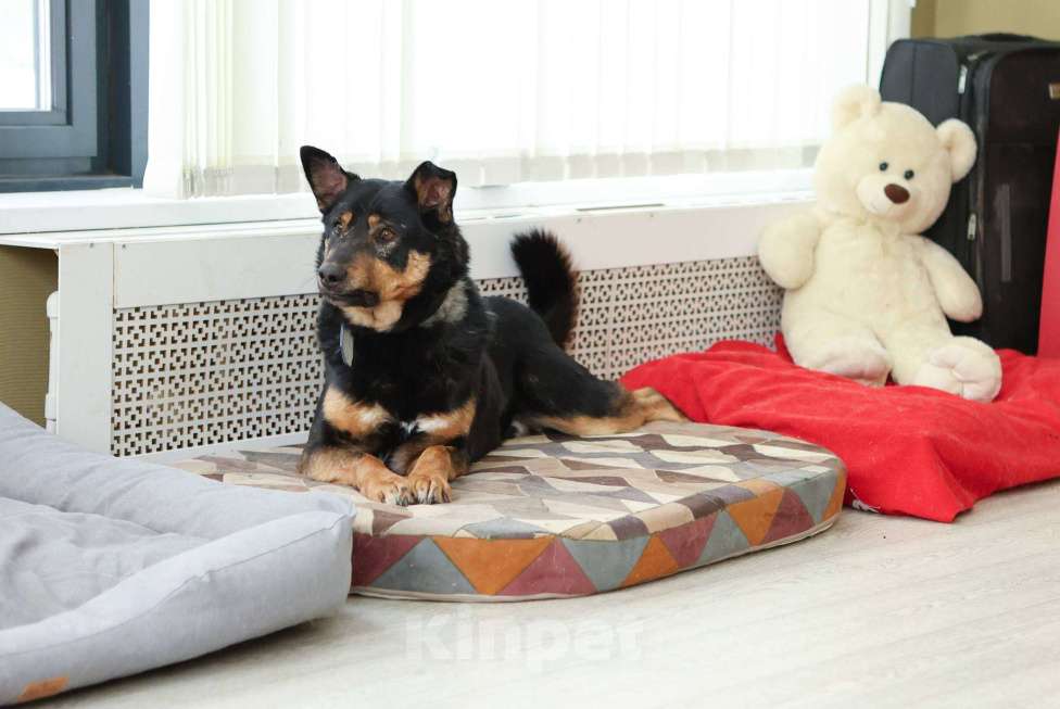 Собаки в Москве: Общительный и ласковый пёс Баграй в добрые руки Мальчик, Бесплатно - фото 3