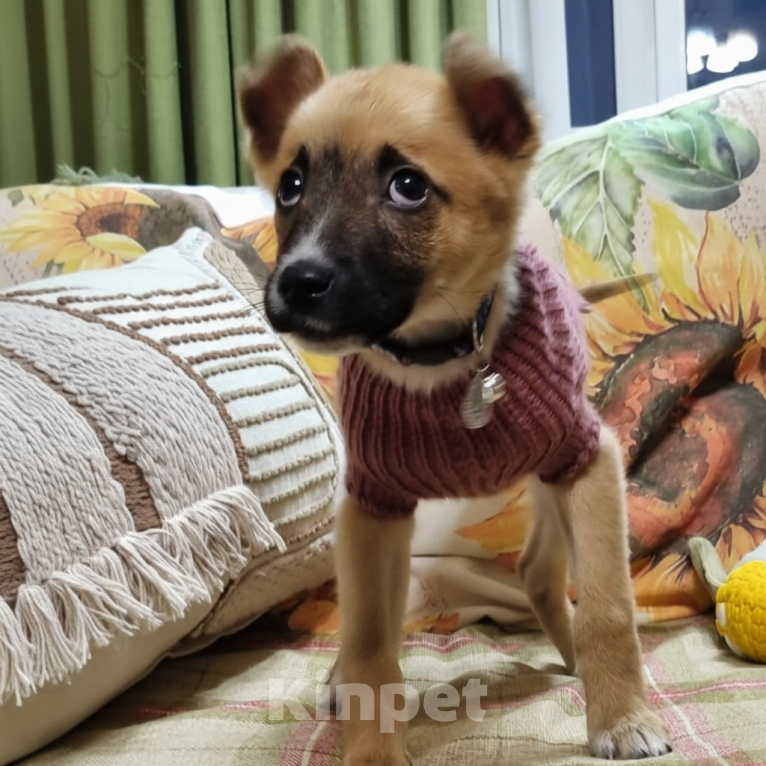 Собаки в Москве: Ищет дом отважная малышка Мо Девочка, Бесплатно - фото 3