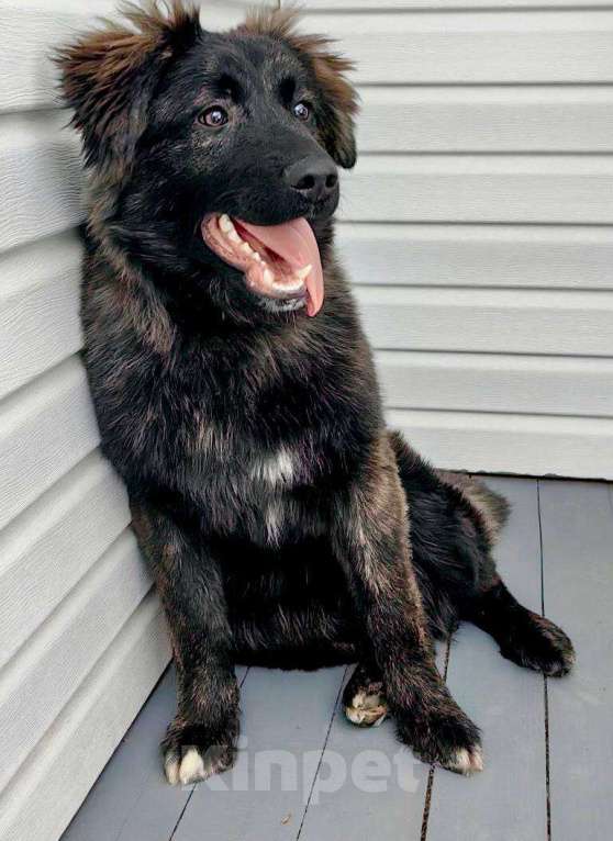 Собаки в других городах Московской области: Батлай ищет дом Мальчик, Бесплатно - фото 3