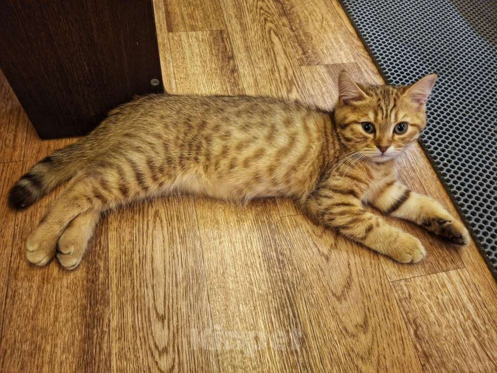 Кошки в Москве: Шотландский котенок шоколадный пятнистый Мальчик, 15 000 руб. - фото 8