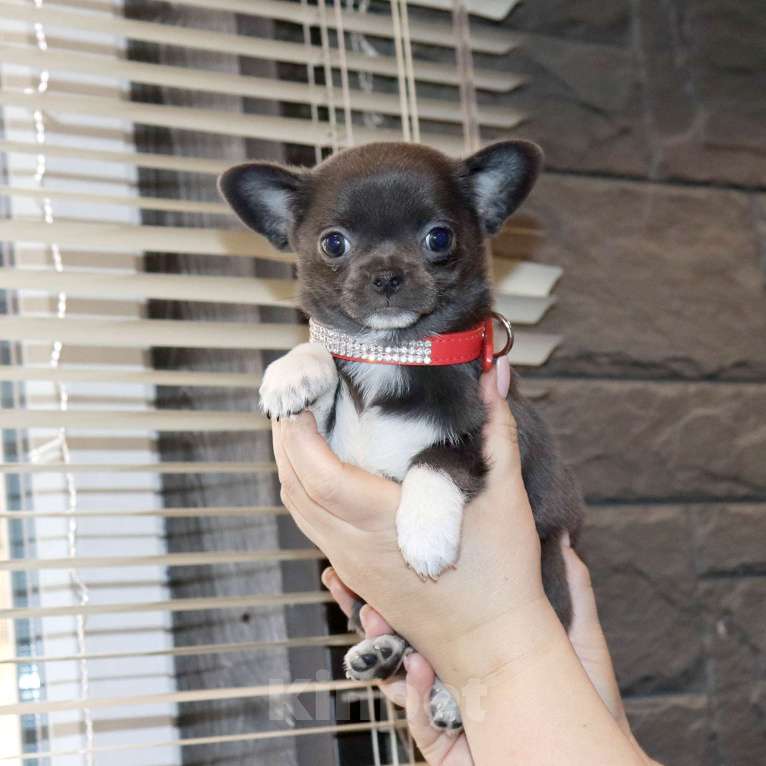Собаки в Москве: Голубая чихуахуа💎👍🌸 Девочка, 75 000 руб. - фото 5