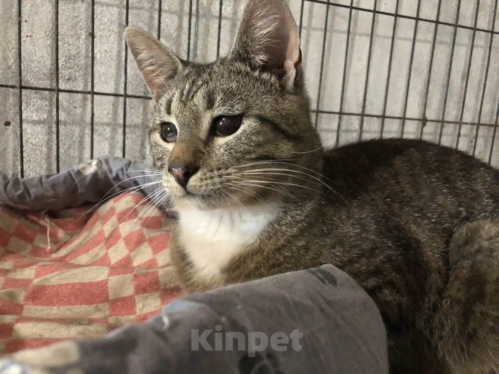 Кошки в Яхроме: Молодой котик ищет дом Мальчик, Бесплатно - фото 1