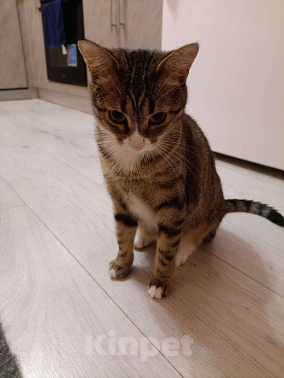 Кошки в Москве: Кошечка ищет семью Девочка, 10 руб. - фото 6