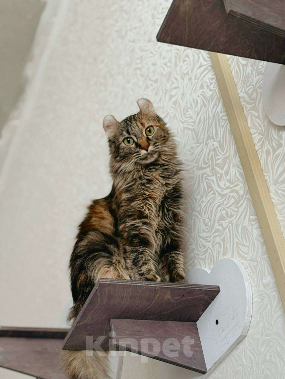 Кошки в Балашихе: Американский керл Мокка Девочка, Бесплатно - фото 1