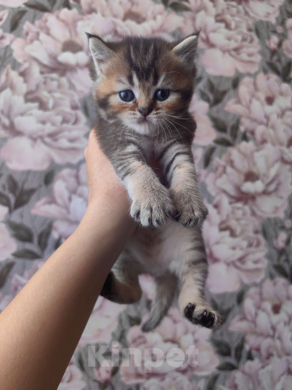 Кошки в Сочи: Шотландский прямоухий котёнок Мальчик, 10 000 руб. - фото 1