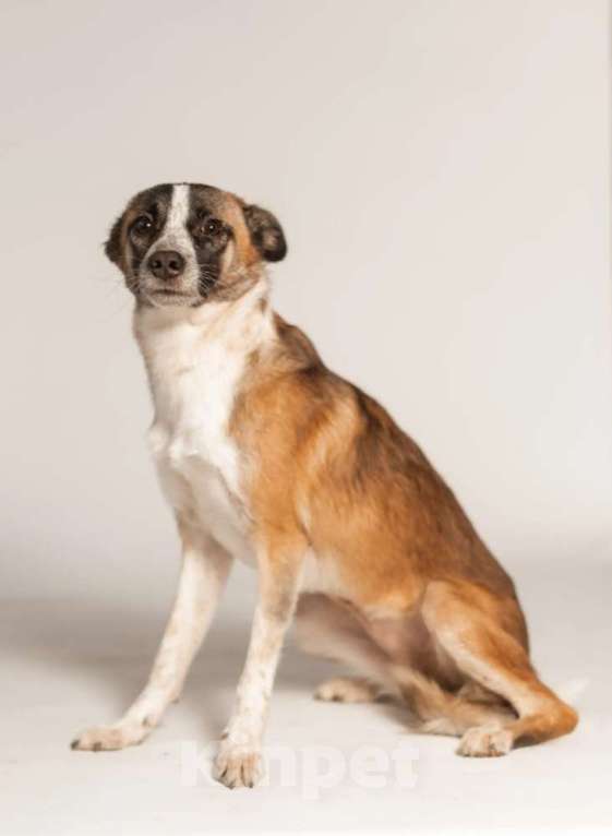 Собаки в Москве: Подстреленная малышка Салли ищет дом Девочка, 1 руб. - фото 7