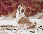 Собаки в Лосином-Петровском: Любава якутенок в добрые руки Девочка, Бесплатно - фото 10