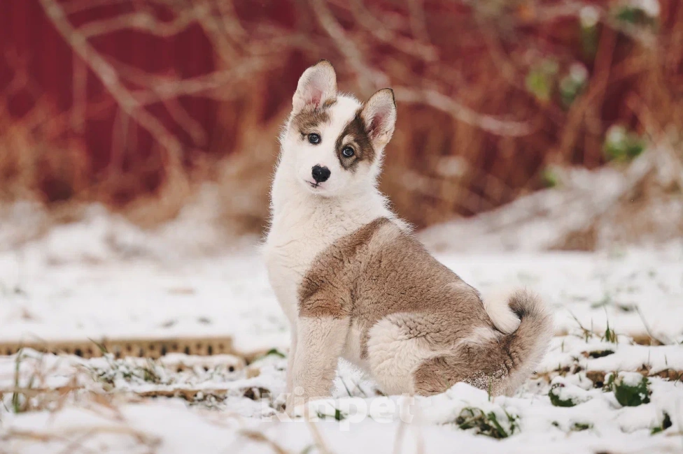 Собаки в Лосином-Петровском: Любава якутенок в добрые руки Девочка, Бесплатно - фото 10
