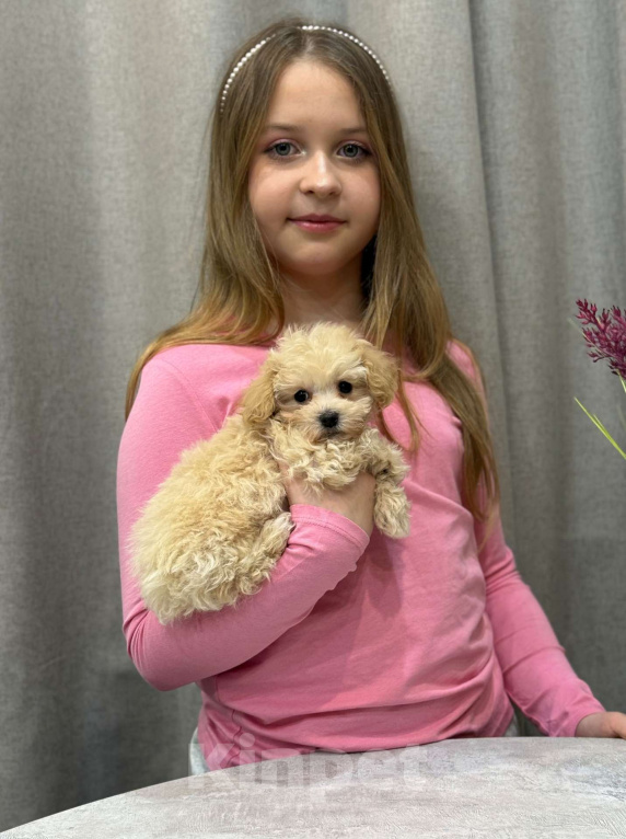 Собаки в Москве: Мальтипу мальчик 1 Мальчик, 150 000 руб. - фото 3