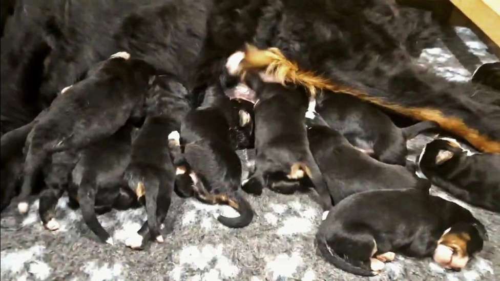 Собаки в Челябинске: бернский зенненхунд щенки Девочка, 80 000 руб. - фото 1