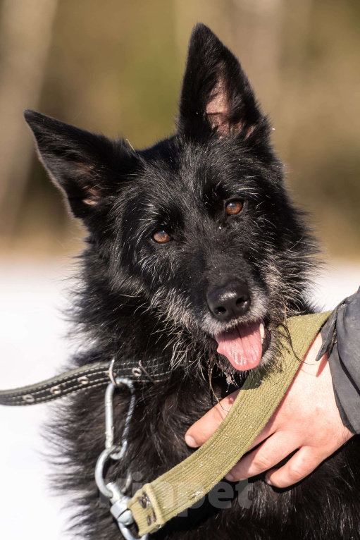 Собаки в Клине: Веста — добродушная собачка Девочка, Бесплатно - фото 6