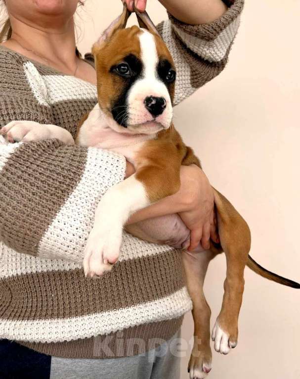 Собаки в Москве: Красивый парень амстаффа  Мальчик, 90 000 руб. - фото 4