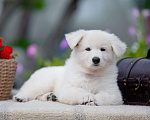 Собаки в Санкт-Петербурге: Высокопородный щенок белой швейцарской овчарки девочка 1 Девочка, 70 000 руб. - фото 6