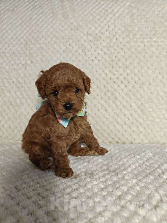 Собаки в Подольске: Щенок той пуделя ркф Мальчик, 100 000 руб. - фото 2