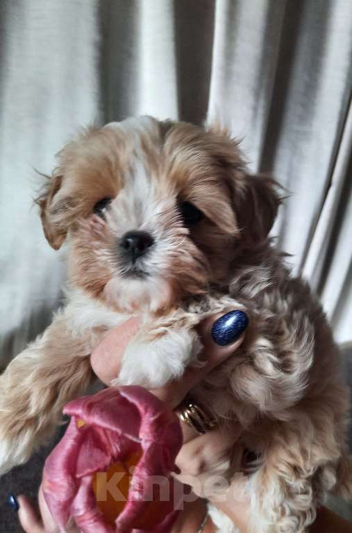 Собаки в Новороссийске: Предлогая мини мальтипу Мальчик, 80 000 руб. - фото 2