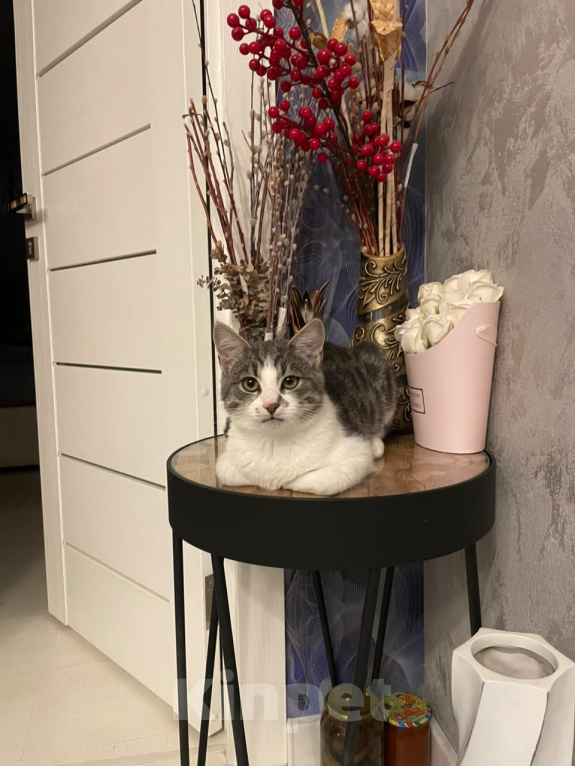 Кошки в Красногорске: Котенок 5 месяцев Мальчик, Бесплатно - фото 1