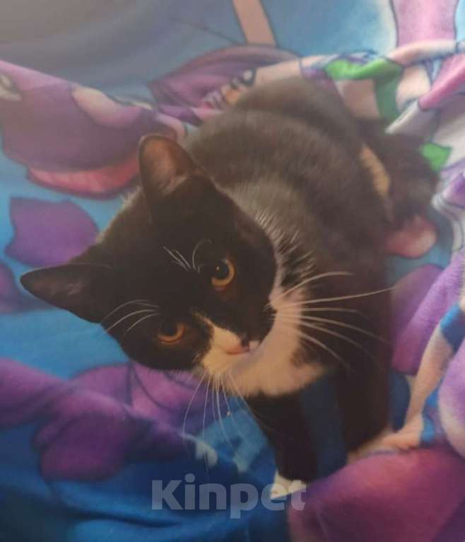 Кошки в Санкт-Петербурге: Рудольф Мальчик, Бесплатно - фото 3