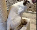 Кошки в Перми: Продам сиамского котёнка  Мальчик, 40 000 руб. - фото 5