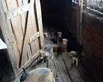 Собаки в Кузнецке: Продам щенков русской гончей Разнополые, 3 000 руб. - фото 1