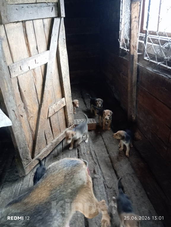 Собаки в Кузнецке: Продам щенков русской гончей Разнополые, 3 000 руб. - фото 1