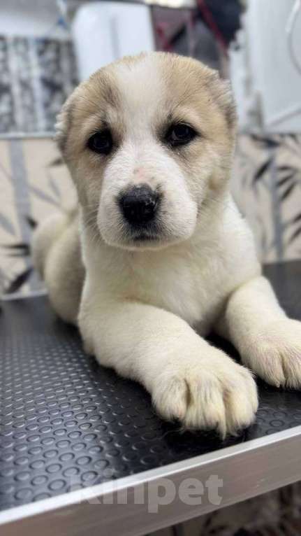 Собаки в Воронеже: щенки САО Девочка, 60 000 руб. - фото 5