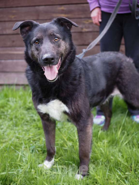 Собаки в Москве: Чудесная Джульетта в потсках дома Девочка, Бесплатно - фото 6