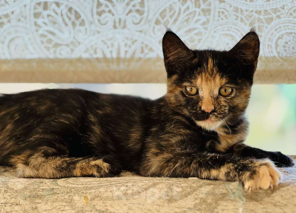 Кошки в Москве: Черепашка мейн-кун котенок Девочка, 25 000 руб. - фото 5