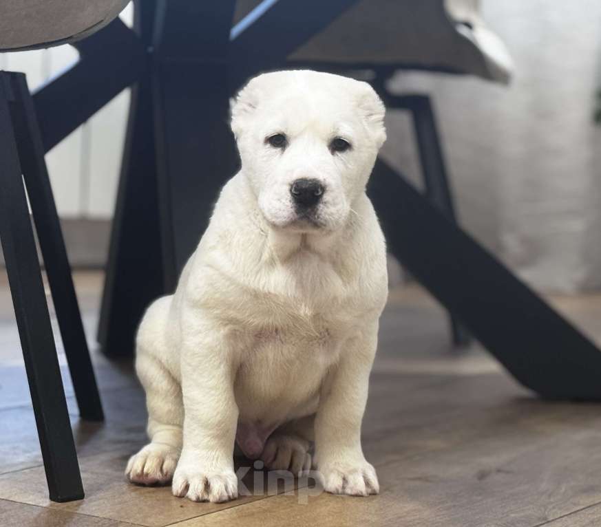 Собаки в Санкт-Петербурге: Алабай  Мальчик, 80 000 руб. - фото 2