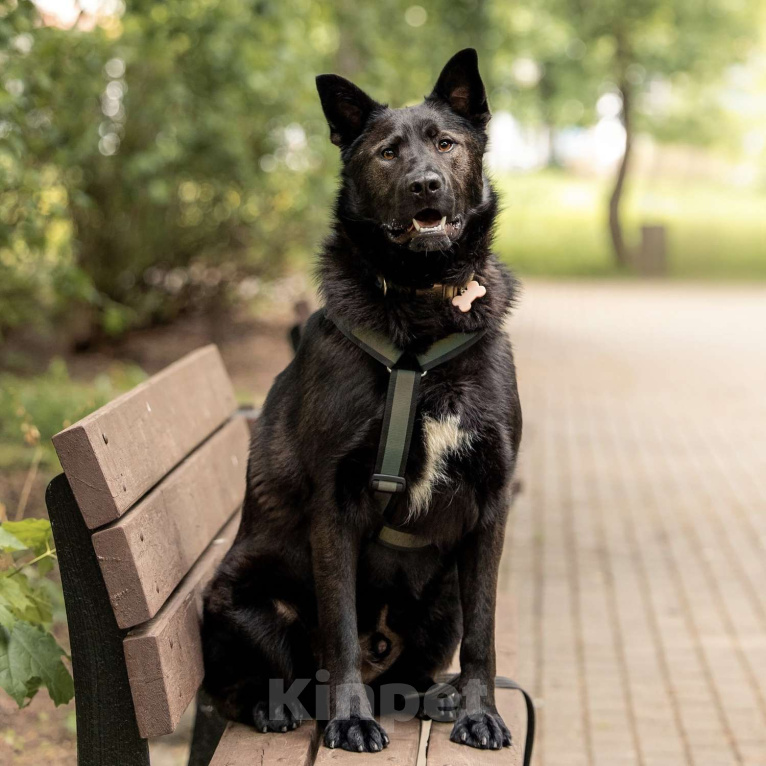 Собаки в Москве: Гудини Мальчик, Бесплатно - фото 3
