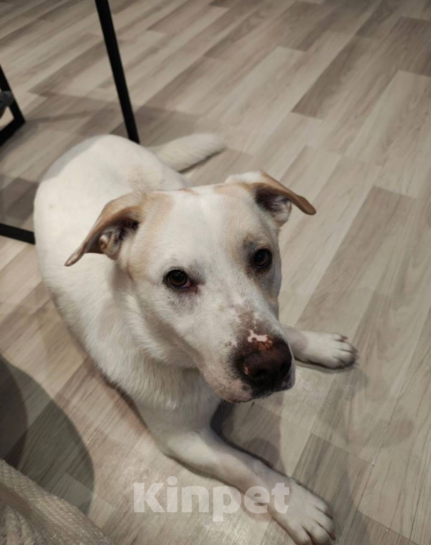 Собаки в Москве: Метис Лабродора и Джек Рассела Мальчик, Бесплатно - фото 5