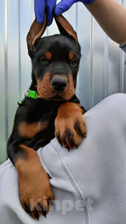 Собаки в других городах Краснодарского края: Щенки добермана мальчики Мальчик, 50 000 руб. - фото 2