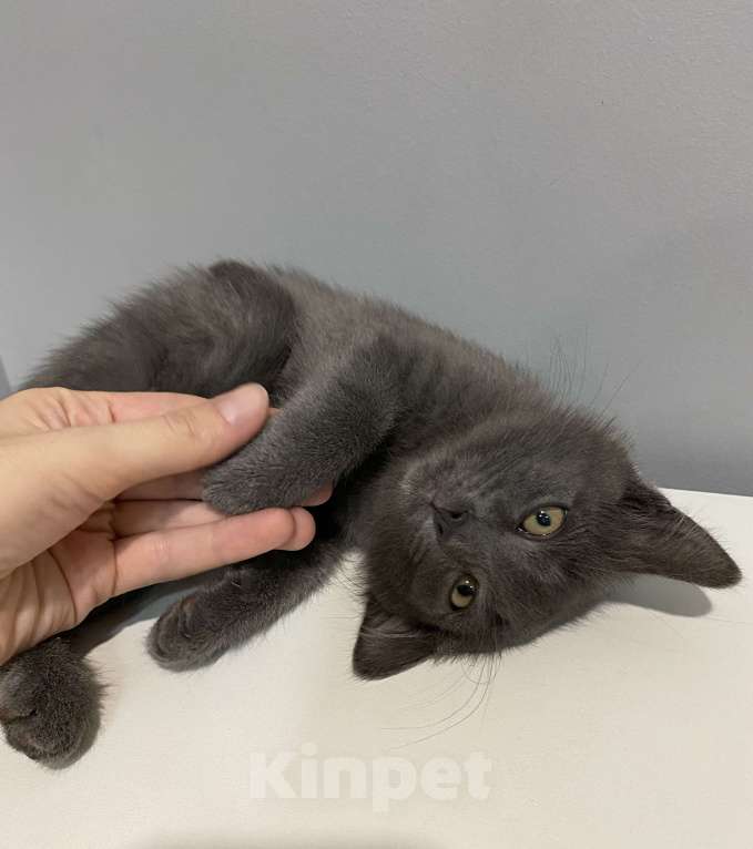 Кошки в Рязани: Дымчатый котенок, мальчик Мальчик, Бесплатно - фото 6